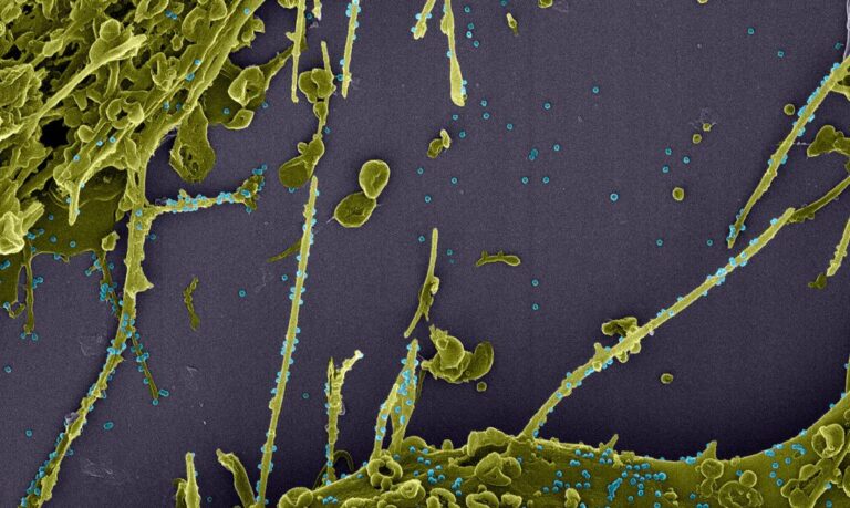 coronavirus_em_acao